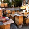 Buzzted: 3 MILLION Bees Taken From Queens Bee Hoarder